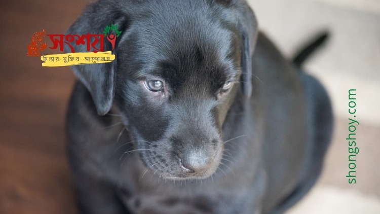 মুহাম্মদের কুকুরভীতি এবং নির্মম নিধনযজ্ঞ