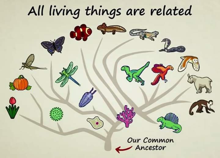 বিবর্তনের কোনো প্রমাণ নেই?