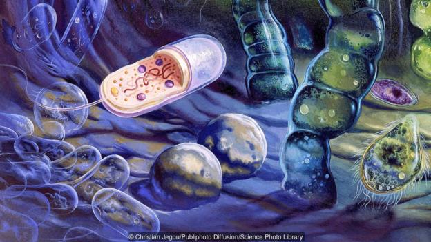 যেভাবে জীবনের শুরু: কোষের জন্ম