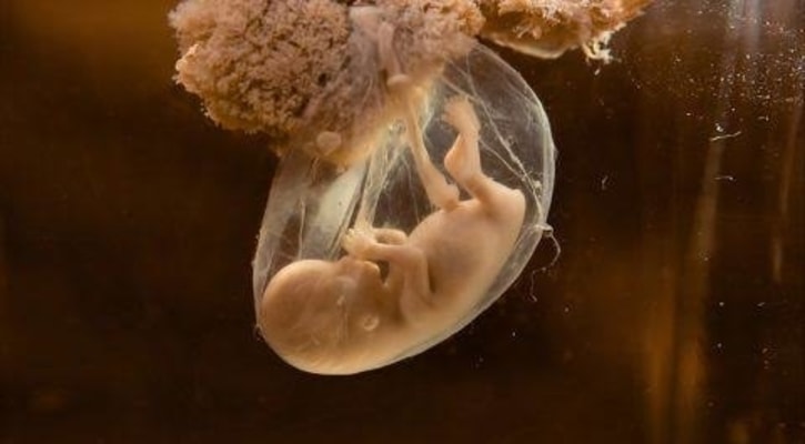 কুরআন এবং ভ্রূণের বিকাশ: আলাকাহ পর্যায়