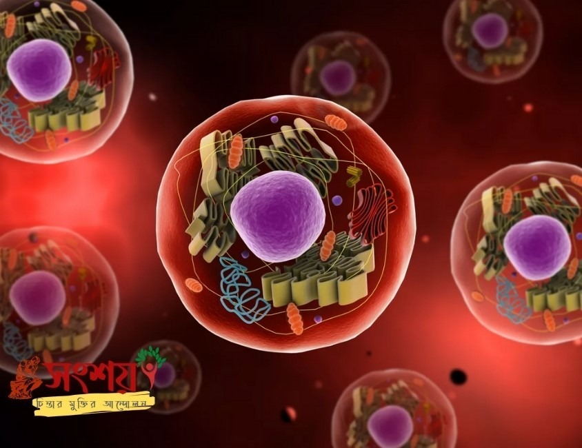 এককোষী জীব থেকে বহুকোষী জীবের বিবর্তন