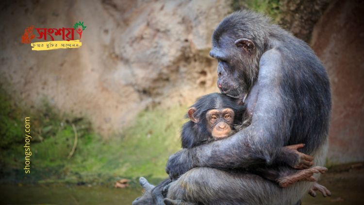গ্রিসের ক্রিট দ্বীপের ট্রাকিলোস সৈকতে পাওয়া ৬০ লক্ষ বছরের মানবসদৃশ হোমিনিন প্রাণীর পদচিহ্ন : ট্রাকিলোস পদচিহ্ন নিয়ে বিতর্ক কেন?