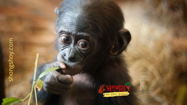 সভান্তে প্যাবো এবং প্রাচীন সাধারণ পূর্বপুরুষের (Common ancestor) অসাধারণ বংশধর